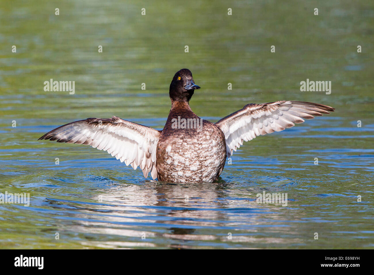 Tufted Duck (Aythya fuligula), with spread wings, North Hesse, Hesse, Germany Stock Photo