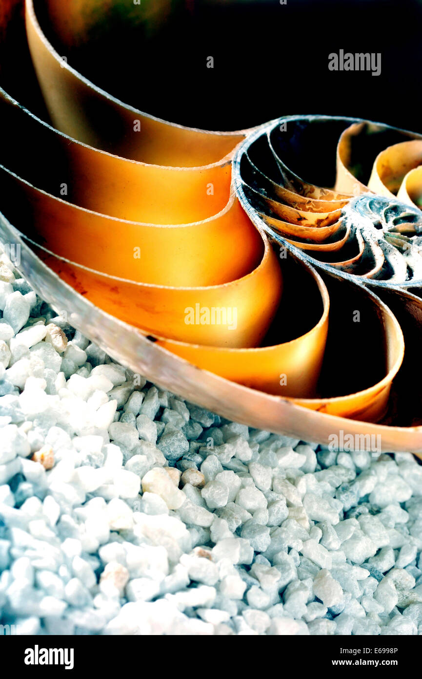 Nautilus shell hires stock photography and images Alamy