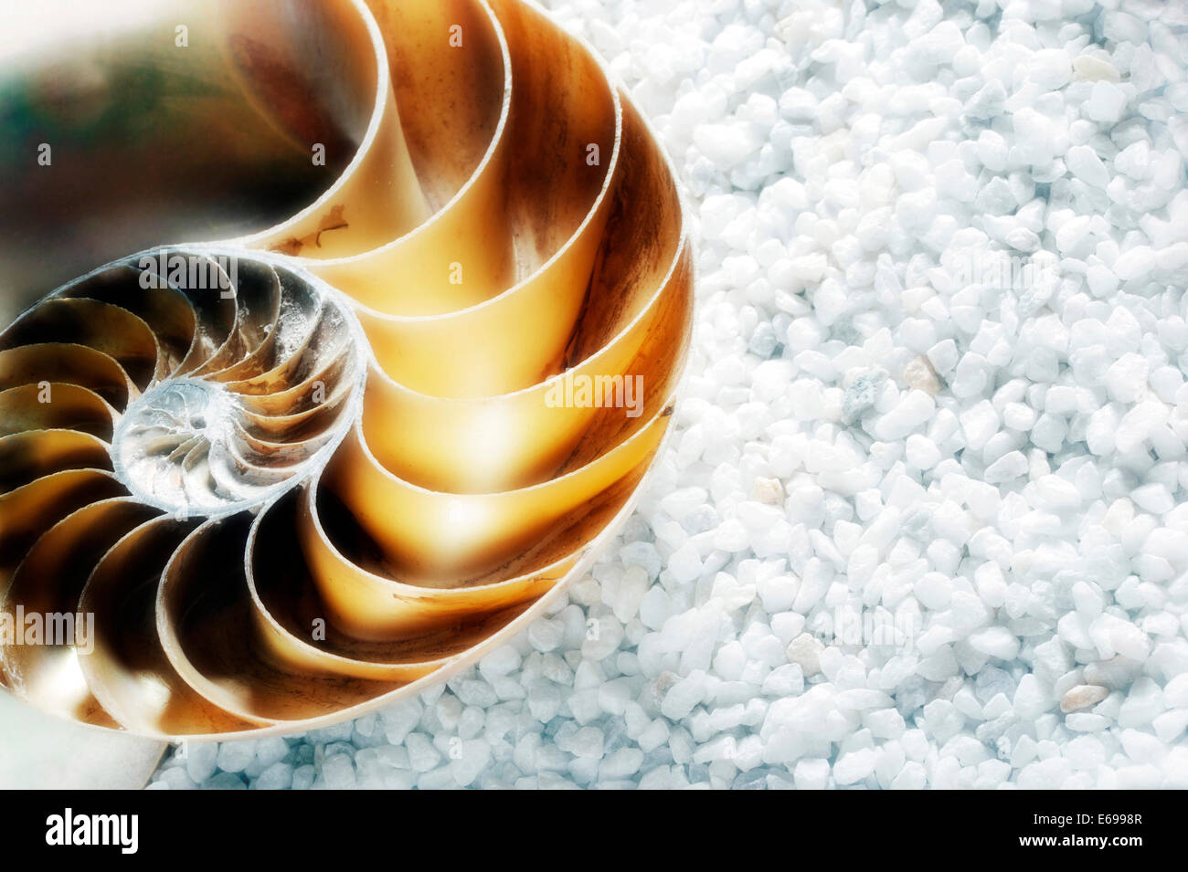 Nautilus shell half Stock Photo Alamy