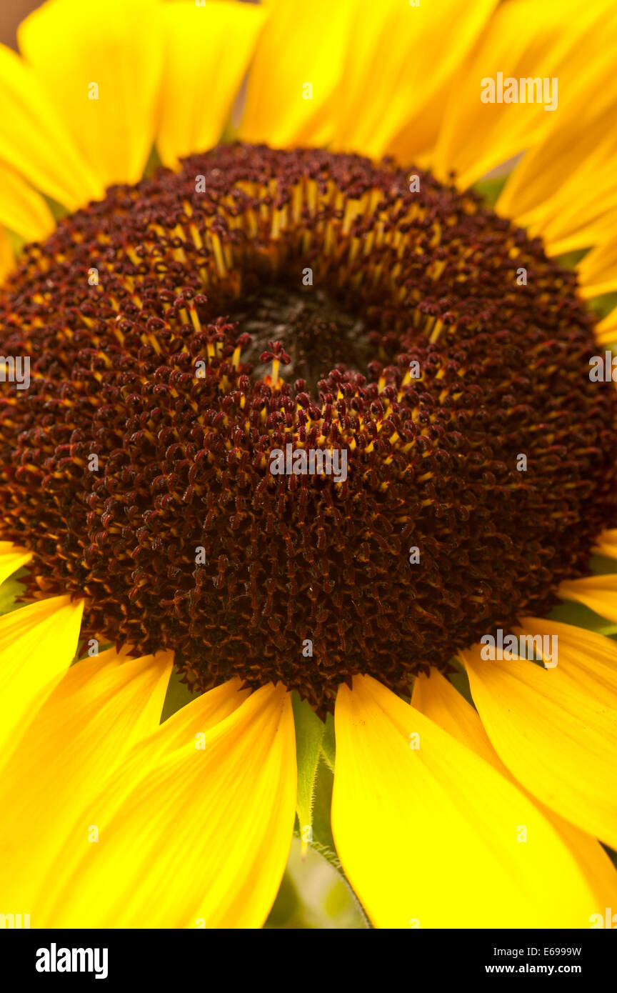 Sunflower close up hi-res stock photography and images - Alamy