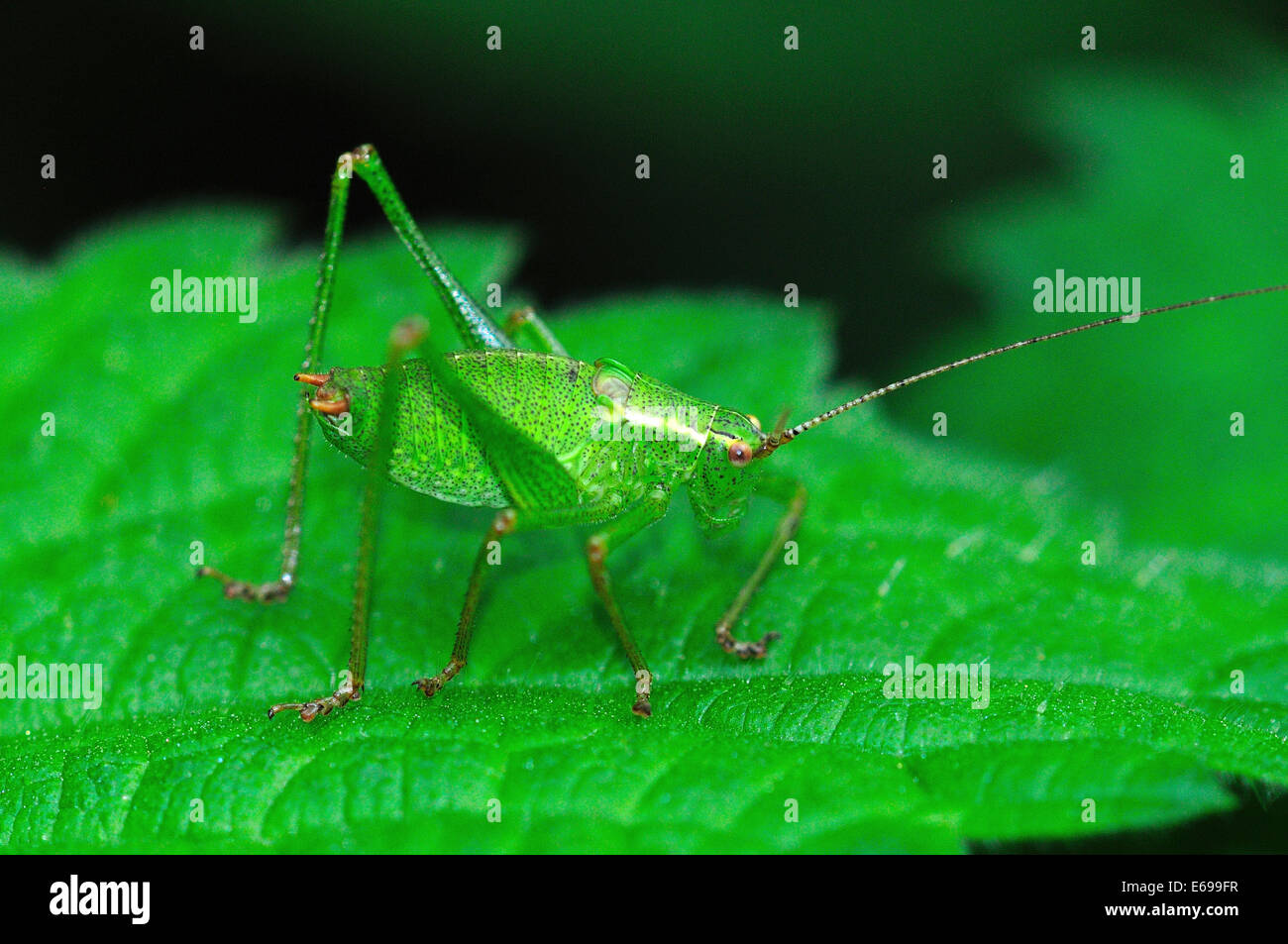 A speckled bush-cricket camouflaged on a green leaf UK Stock Photo
