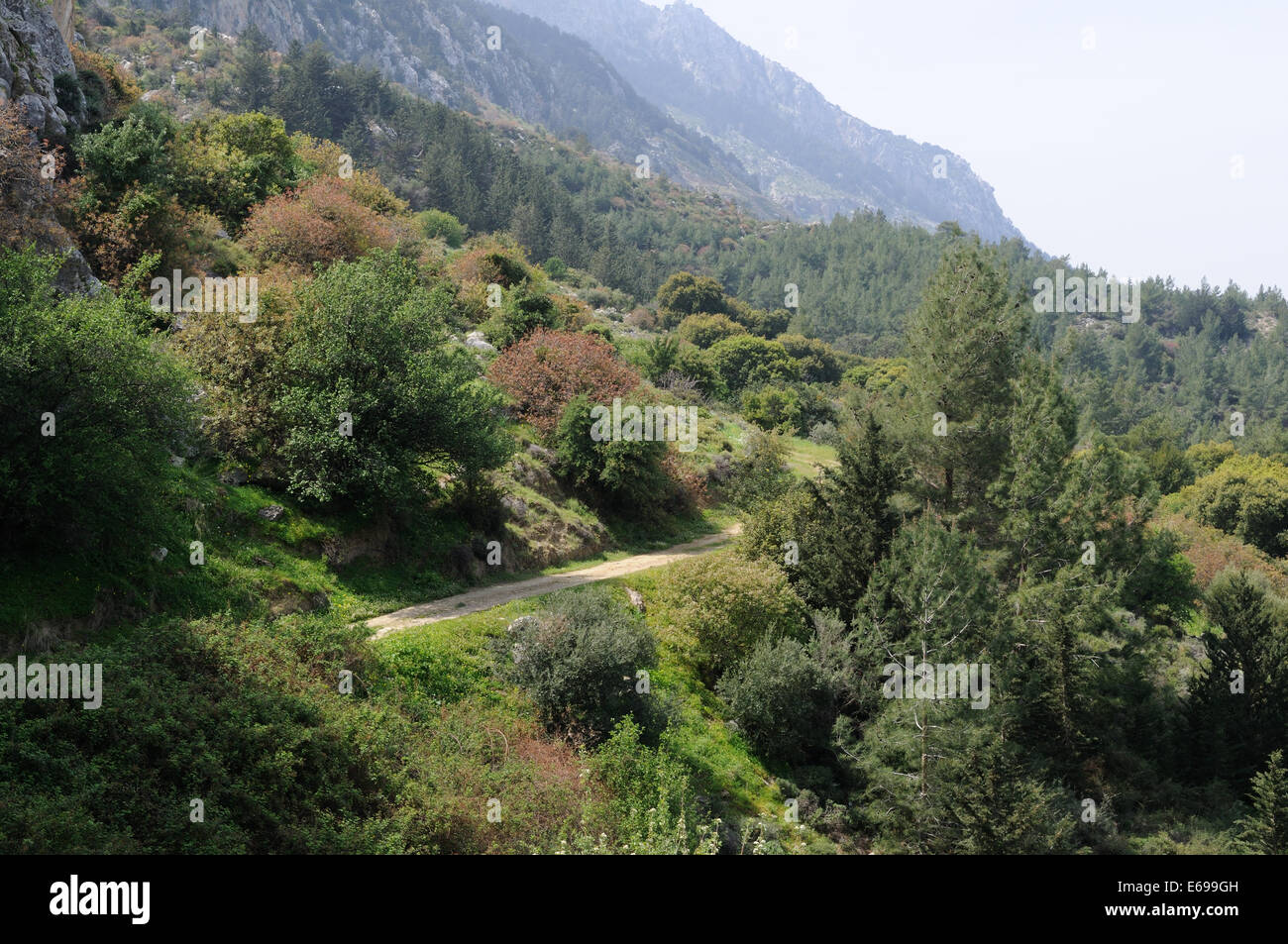Winding path through Katantra Forest North Cyprus Stock Photo