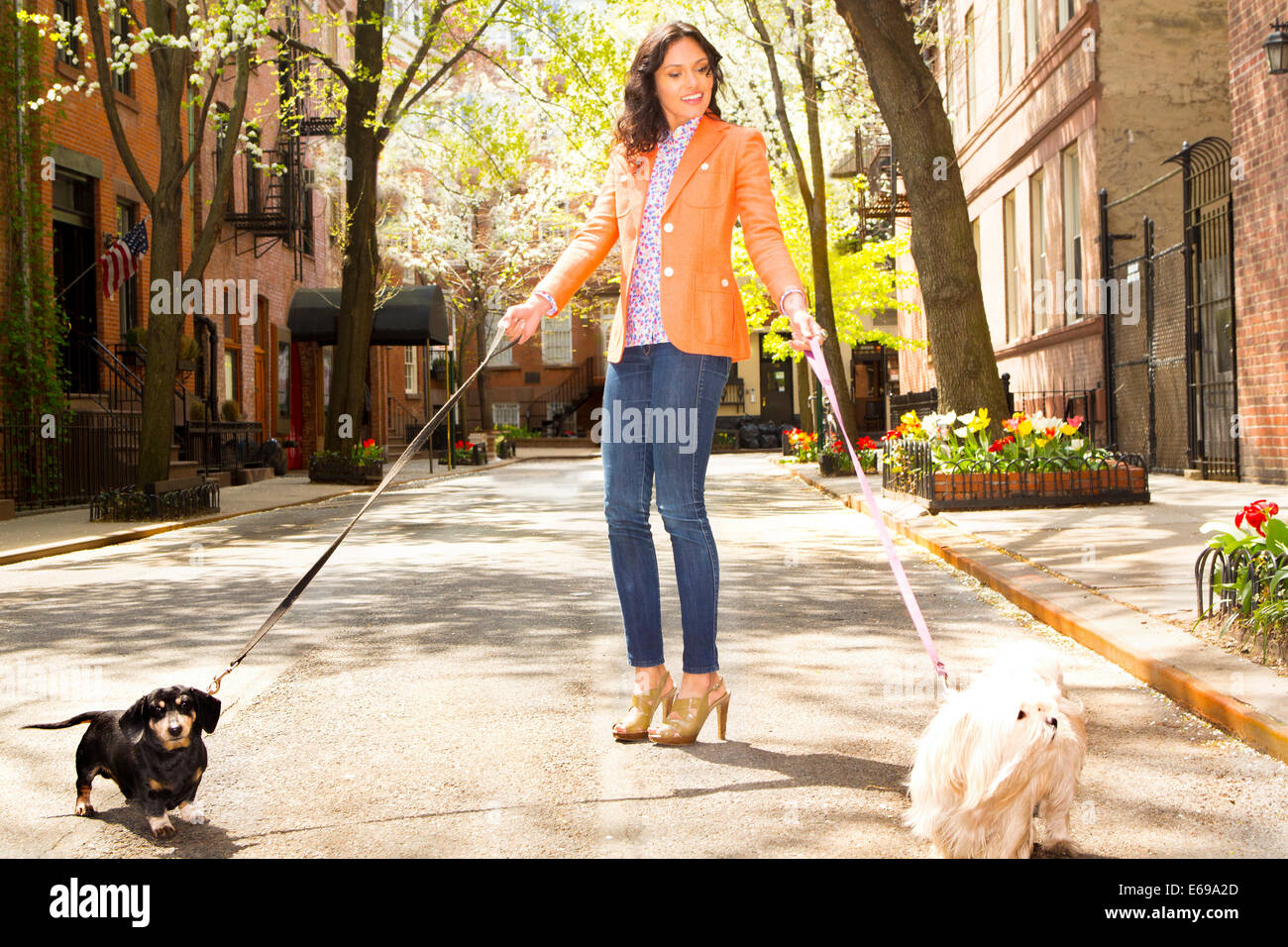 Mixed race woman walking dogs on city street Stock Photo