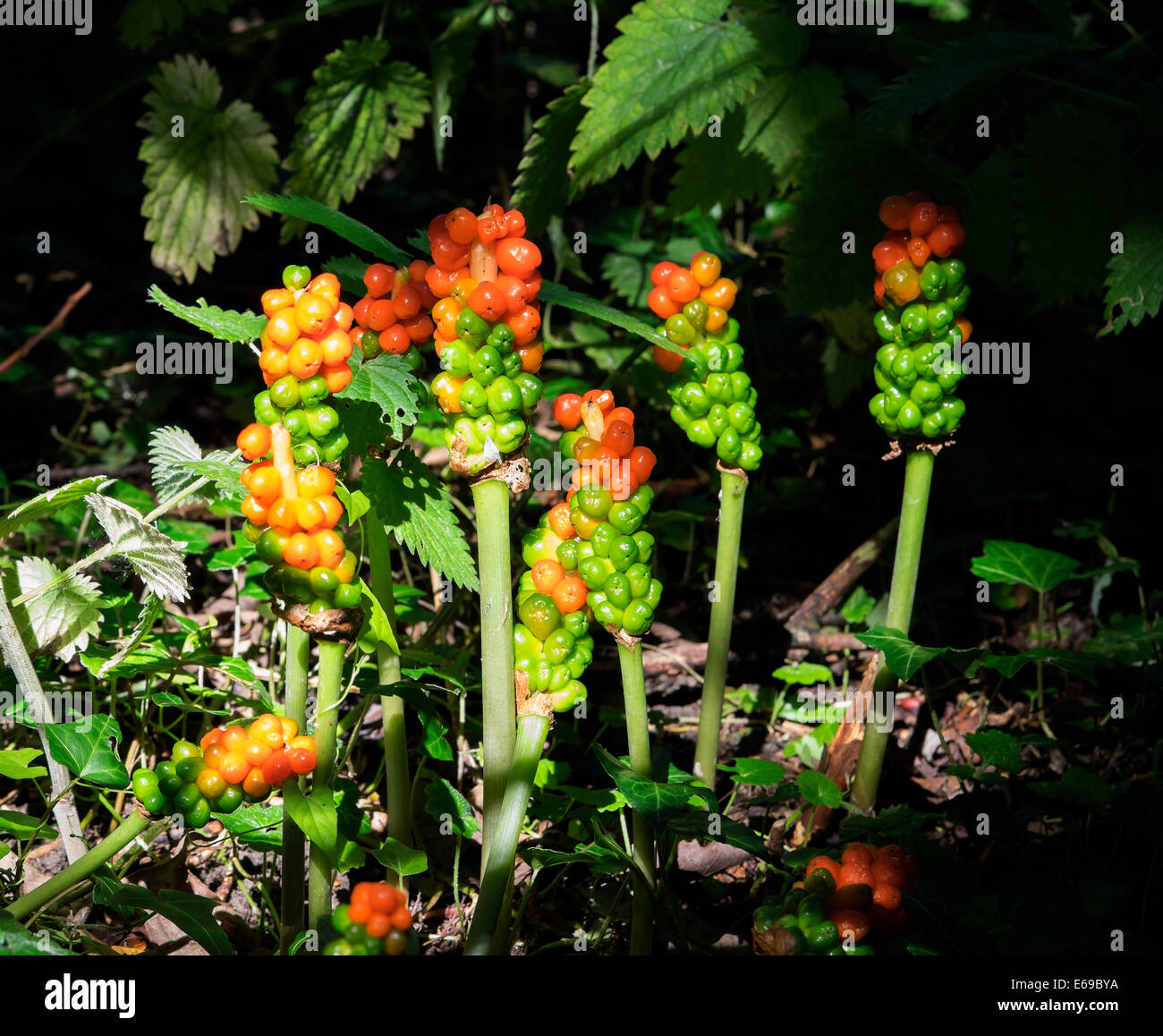 Ripening fruit on Lords and Ladies wild plants in woods Stock Photo
