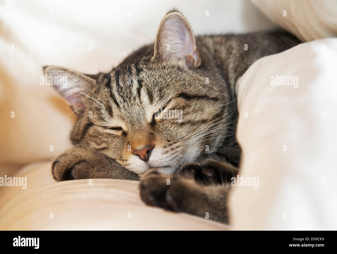 Cat sleeping on bed Stock Photo - Alamy