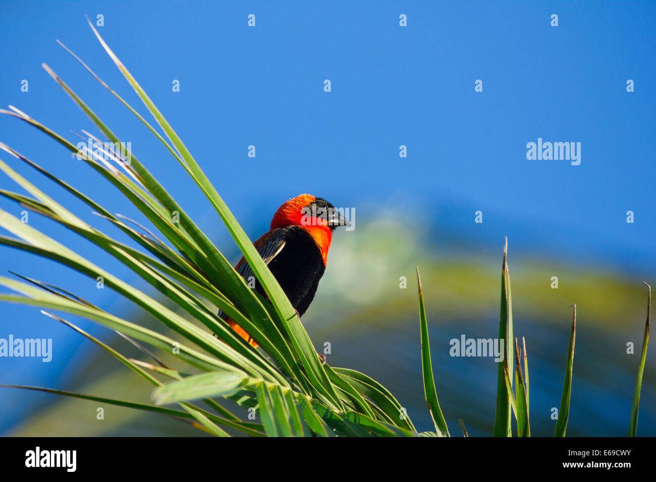 Male southern Red Bishop (Euplectes orix) perched on reeds near wetlands Quissico Mozambique, Africa Stock Photo