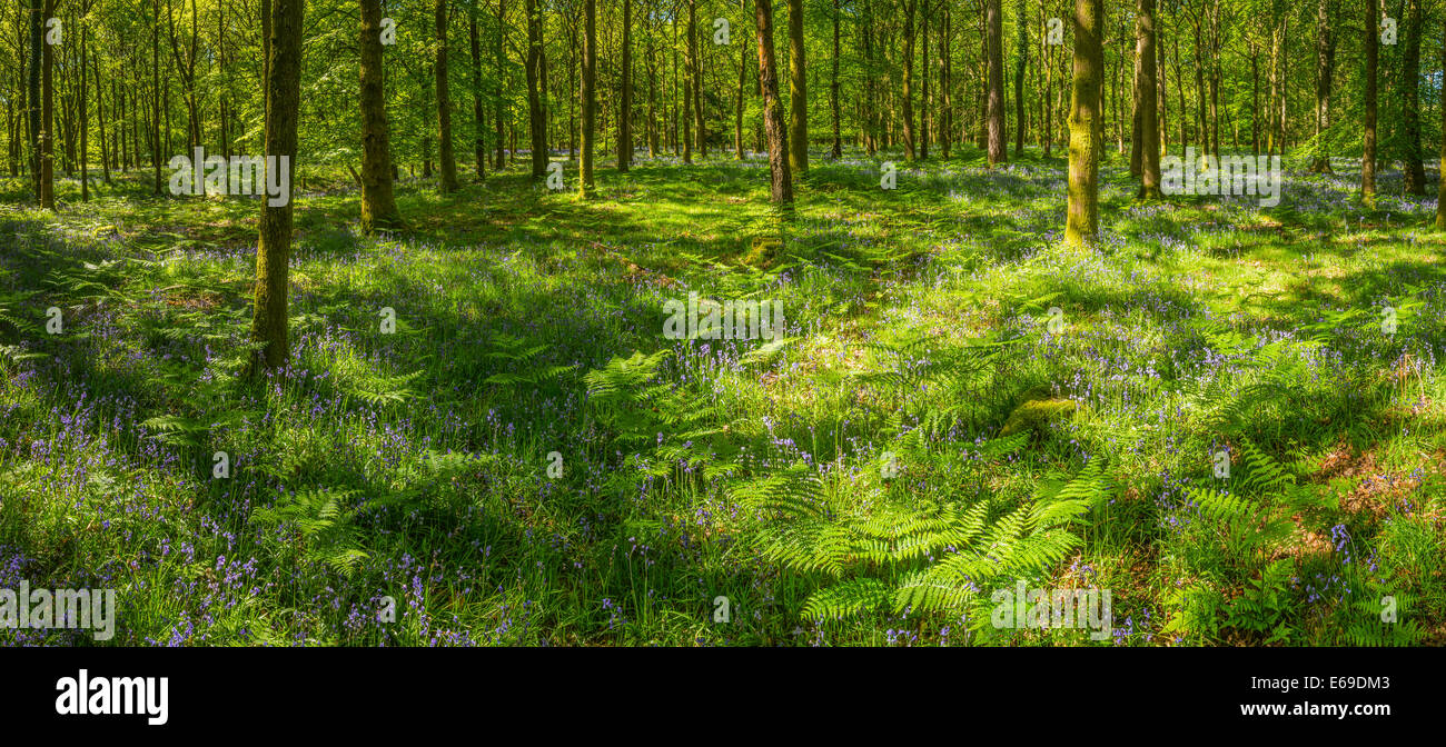 Trees in grassy forest woodland and bluebells in flower spring Stock Photo