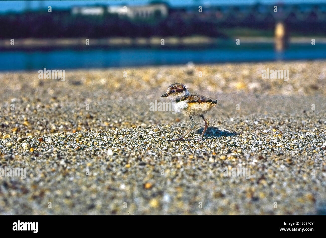 Little Ringed Plover (Charadrius dubius) pullus born from a few hours Stock Photo