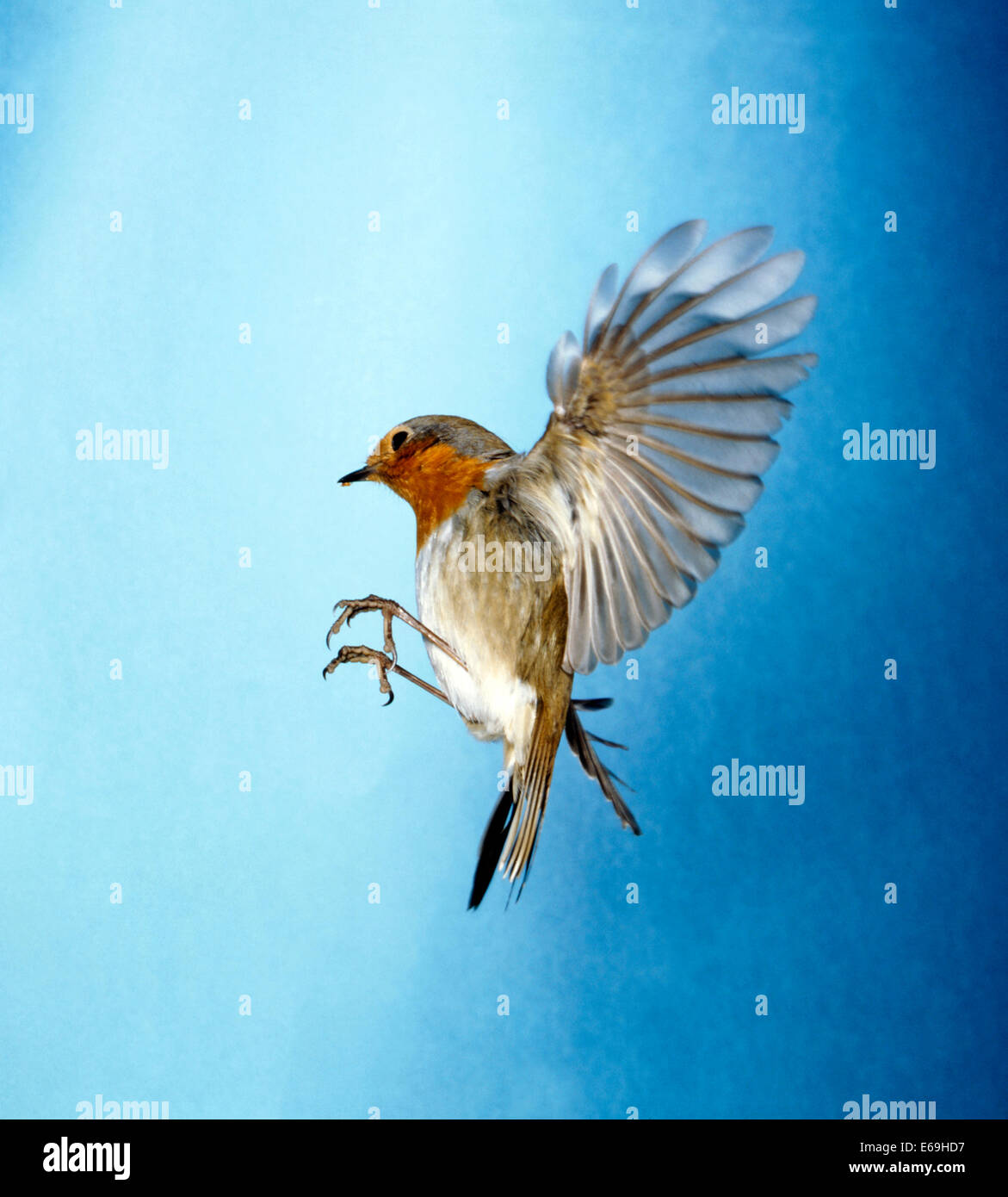 flying,bird,robin Stock Photo