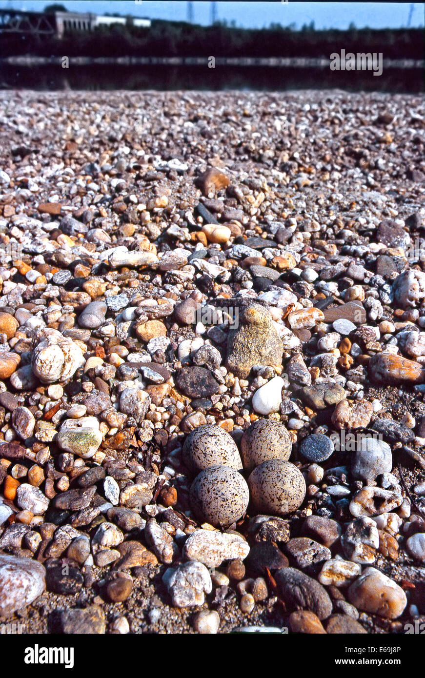 Mimicry -  Four Eggs in the nest of Little Ringed Plover (Charadrius dubius) Stock Photo