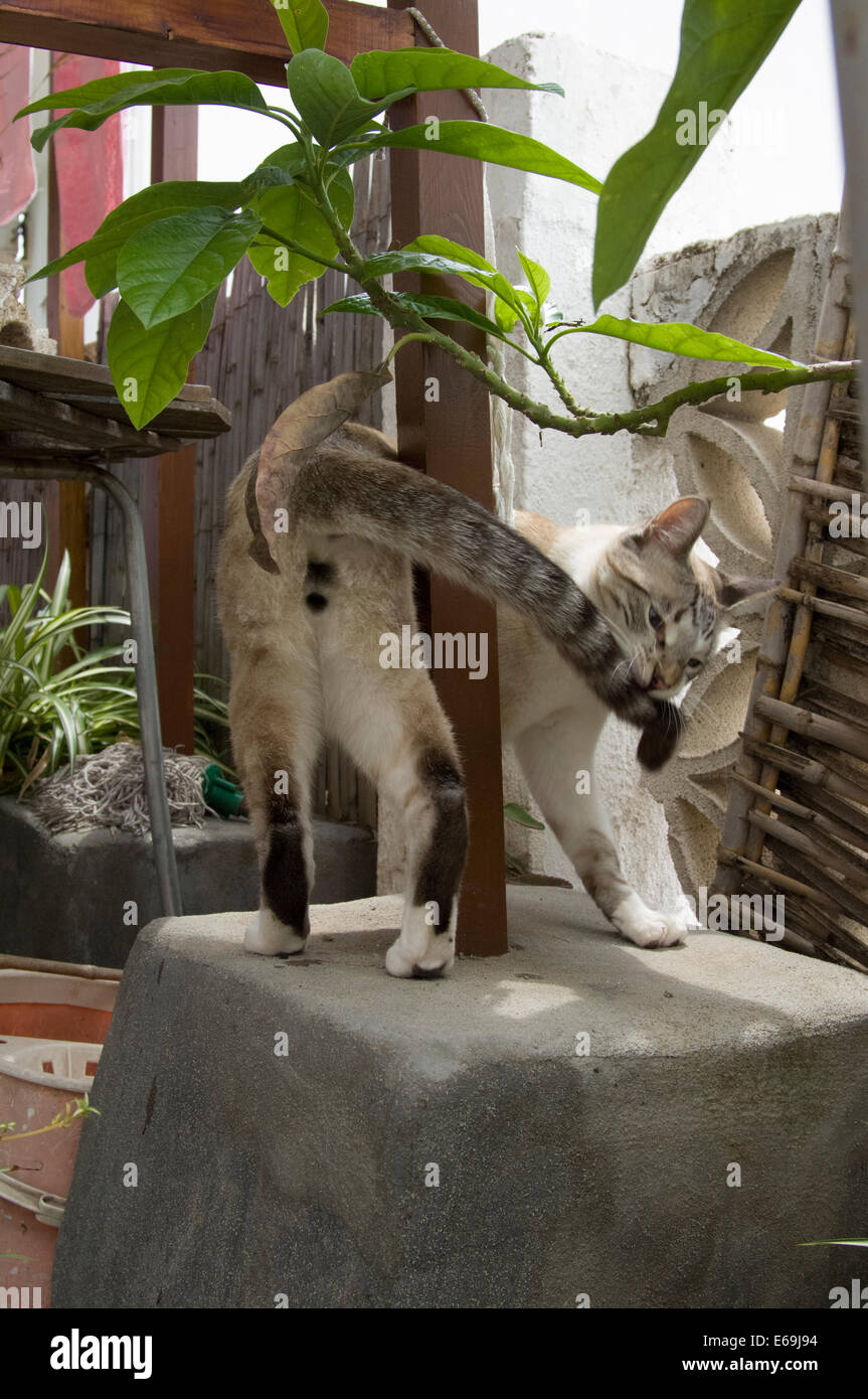 Cat playing with it´s tail Stock Photo Alamy