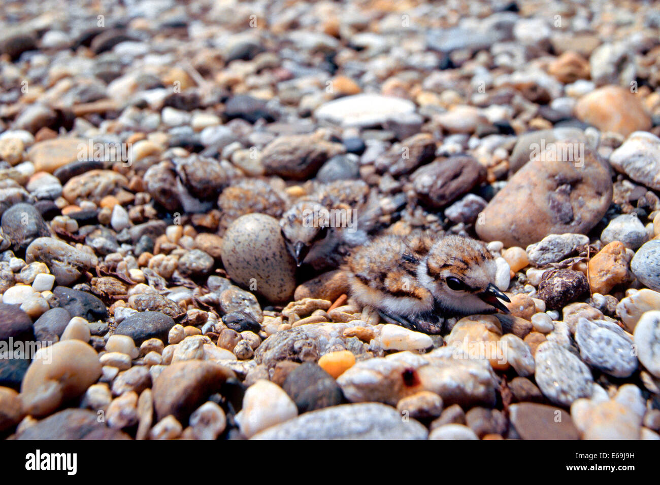 Mimicry-Little Ringed Plover (Charadrius dubius) Three Nestlings and one egg in nest camouflaged among the gravel Stock Photo