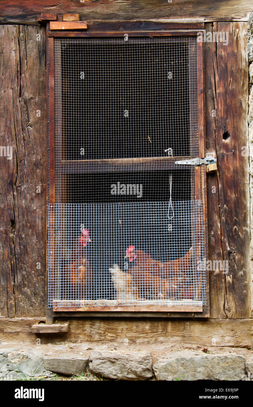 Chickens in an old wooden chicken coop Stock Photo Alamy