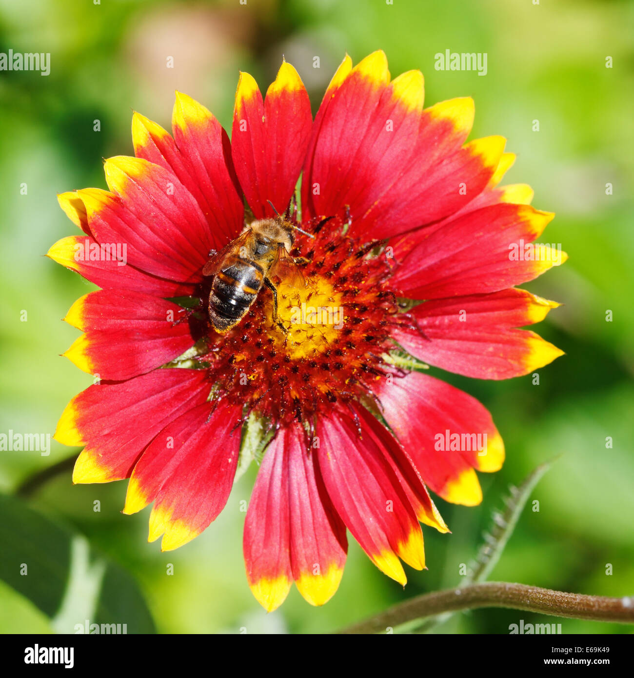 bee sips blossom nectar from gaillardia flower in summer day Stock Photo