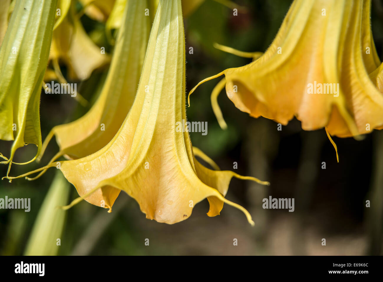 Atropa belladonna,Belladona lily,  Amaryllis Stock Photo