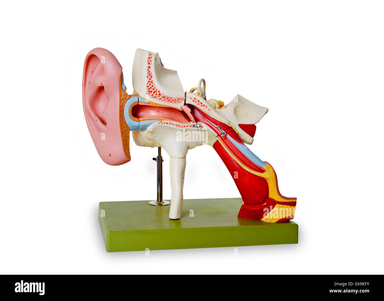 animal ear,ear canal Stock Photo