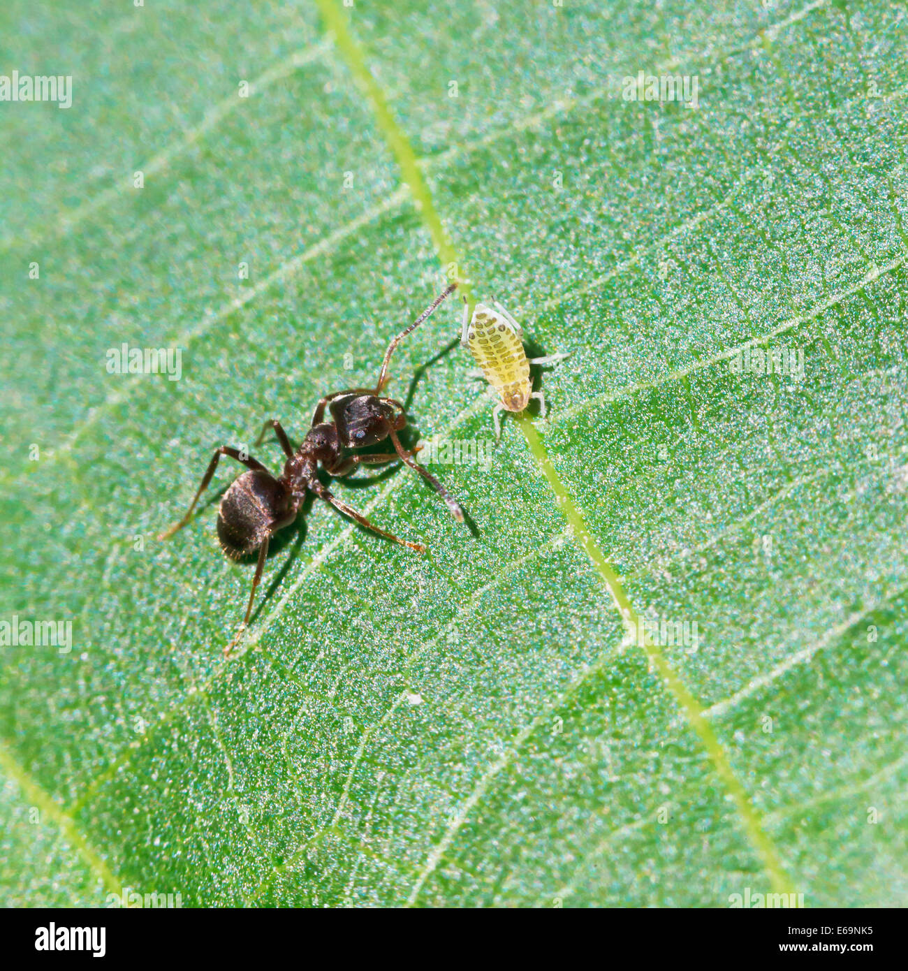 ant tending one aphid on leaf of walnut tree close up Stock Photo