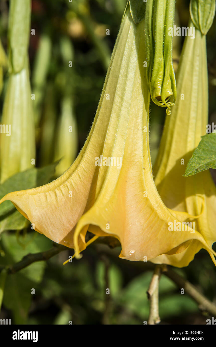 Atropa belladonna,Belladona lily,  Amaryllis Stock Photo