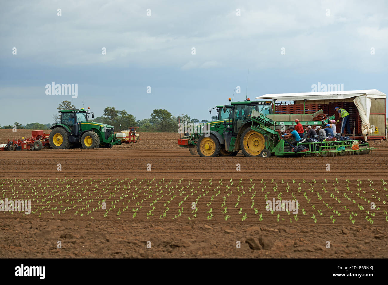 Immigrant workers from Eastern Europe planting lettuces on a farm in Bawdsey, Suffolk, UK. Stock Photo