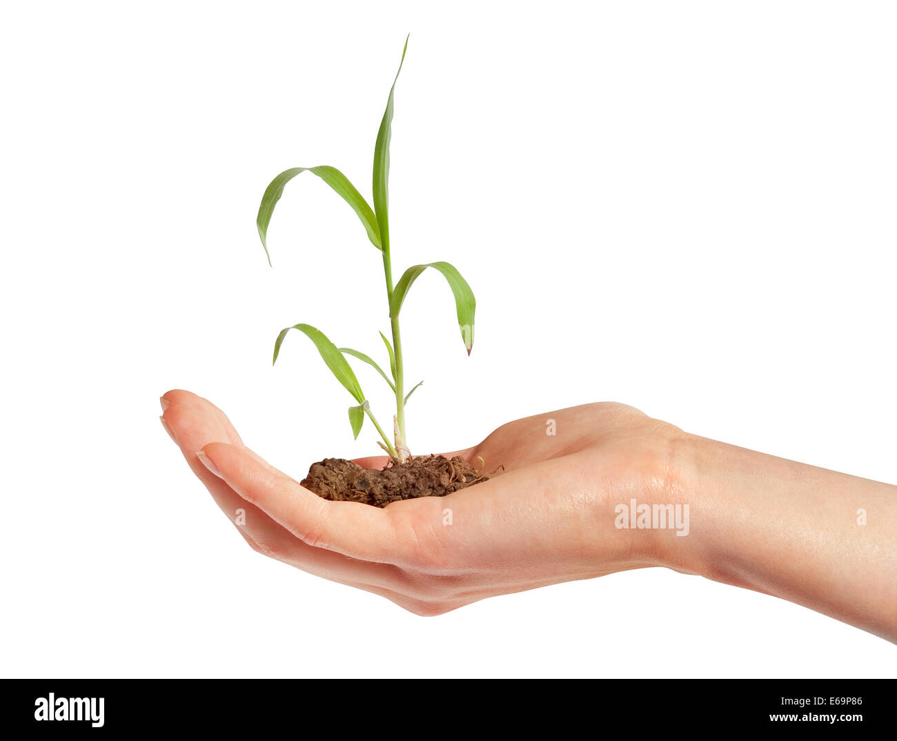 Hand Erde Pflanzen High Resolution Stock Photography and Images - Alamy