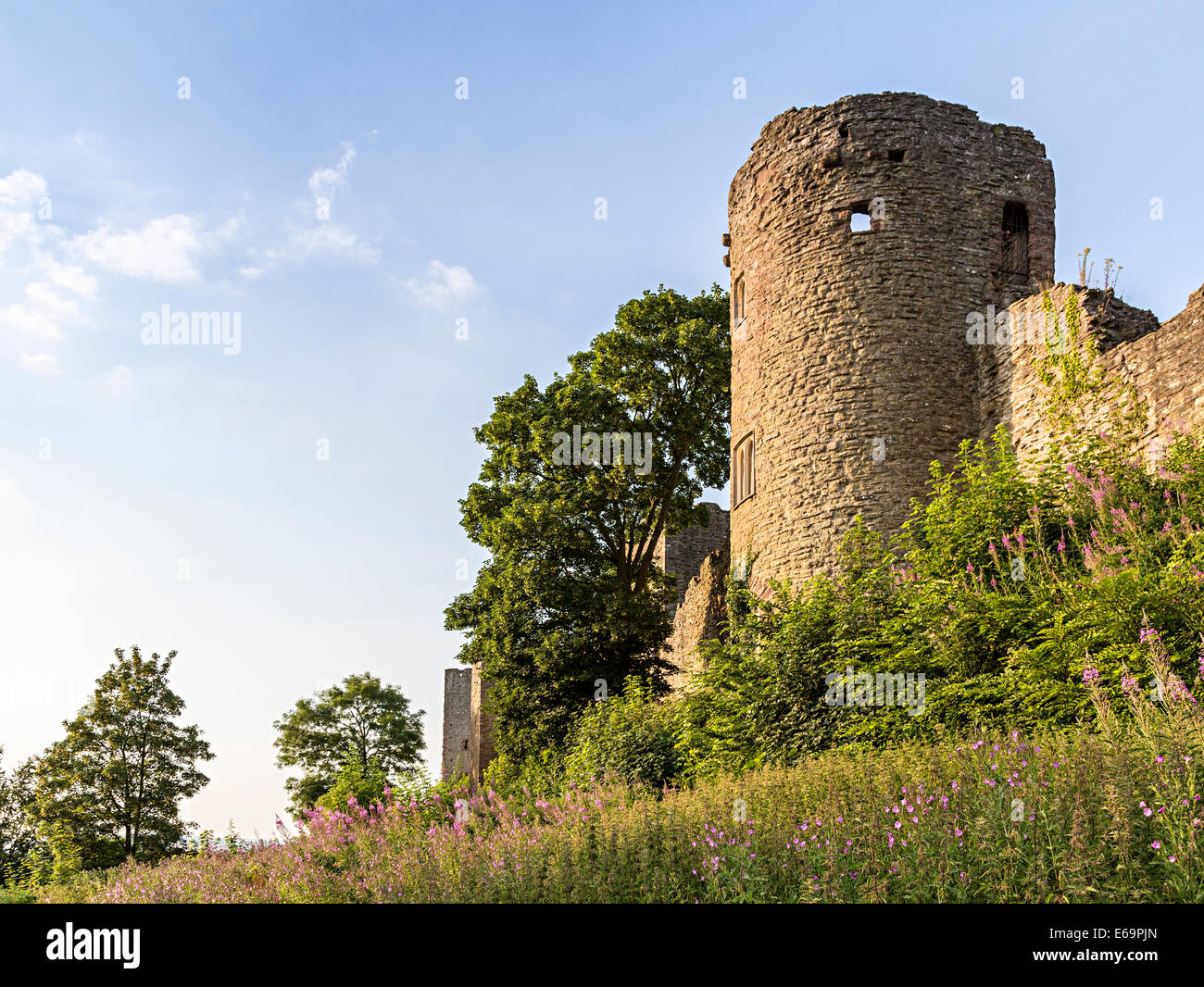 Ludlow Castle, Shropshire, England, UK with Rosebay Willowherb, Chamerion angustifolium Stock Photo