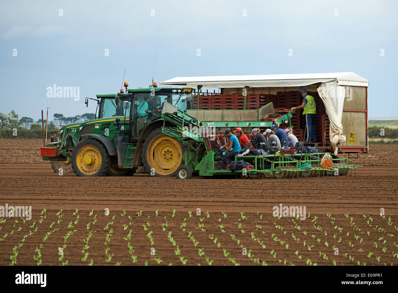 Immigrant workers from Eastern Europe planting lettuces on a farm in Bawdsey, Suffolk, UK. Stock Photo