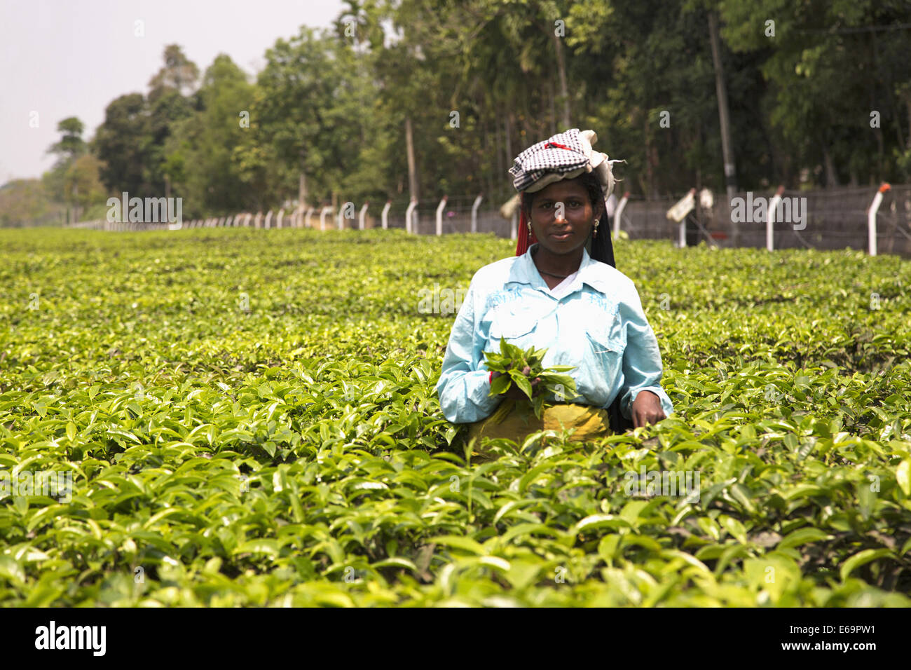 Women working plucking tea leaves , Meleng Tea Estate, Jorhat, Assam Stock Photo