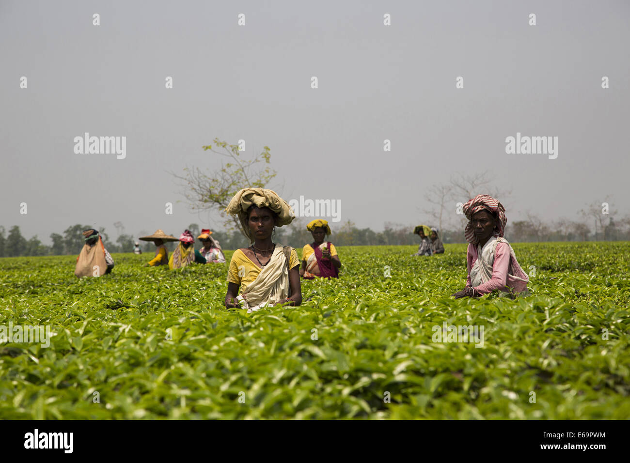 Women workers plucking tea leaves at Meleng tea estate, Jorhat, Assam Stock Photo