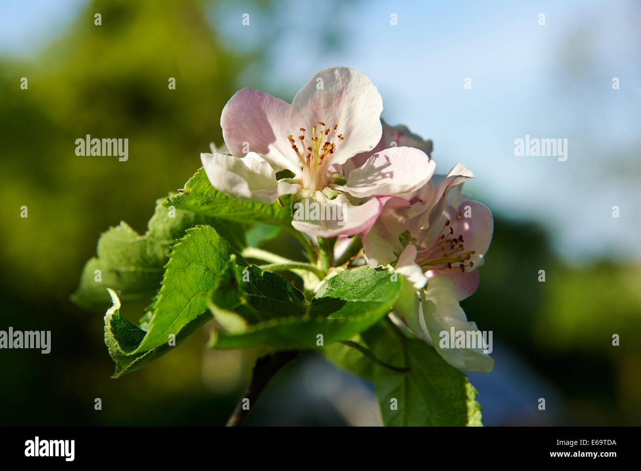 Summer Garden Apple Blossom Stock Photo
