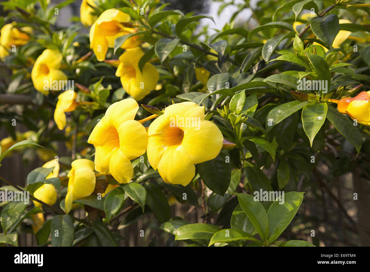 Bush of Allamanda Yellow, Golden Trumpet , Assam. Apocynaceae or Plumeria or Oleander family Stock Photo