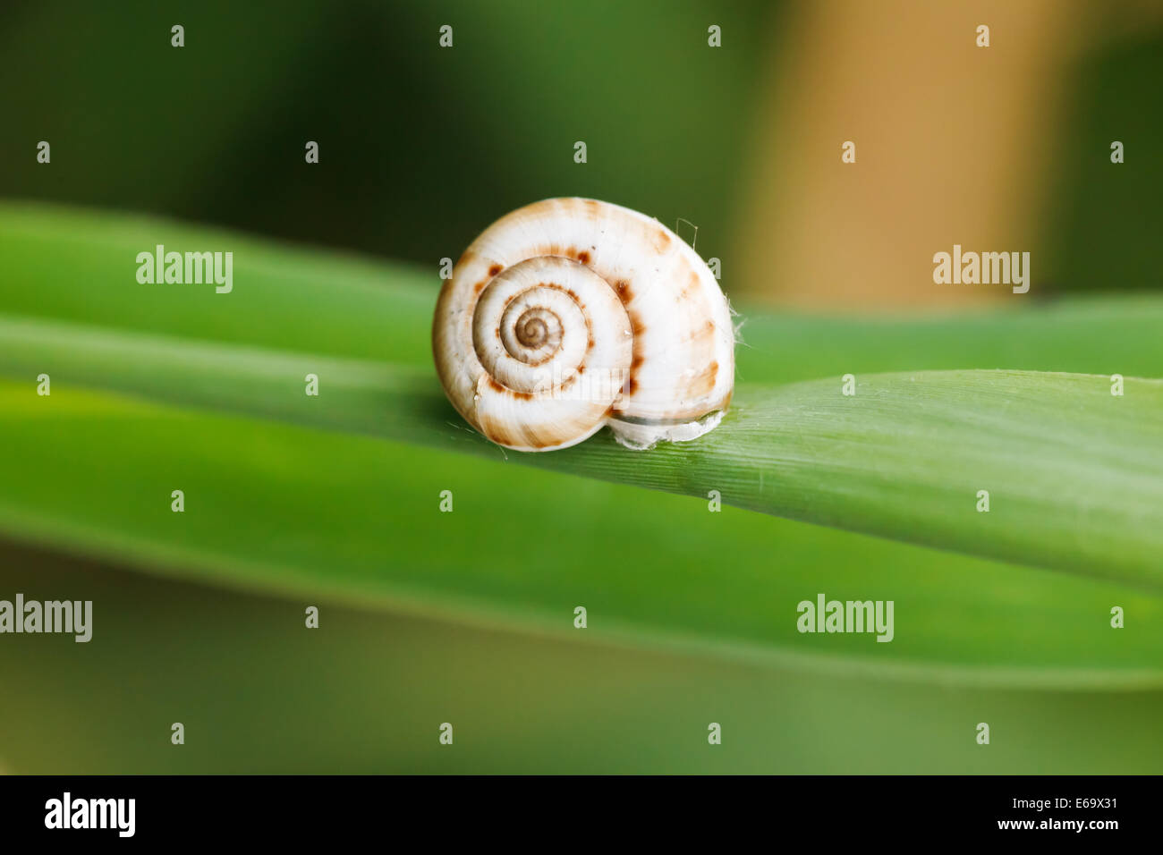 little snail on cane leaf close up Stock Photo - Alamy