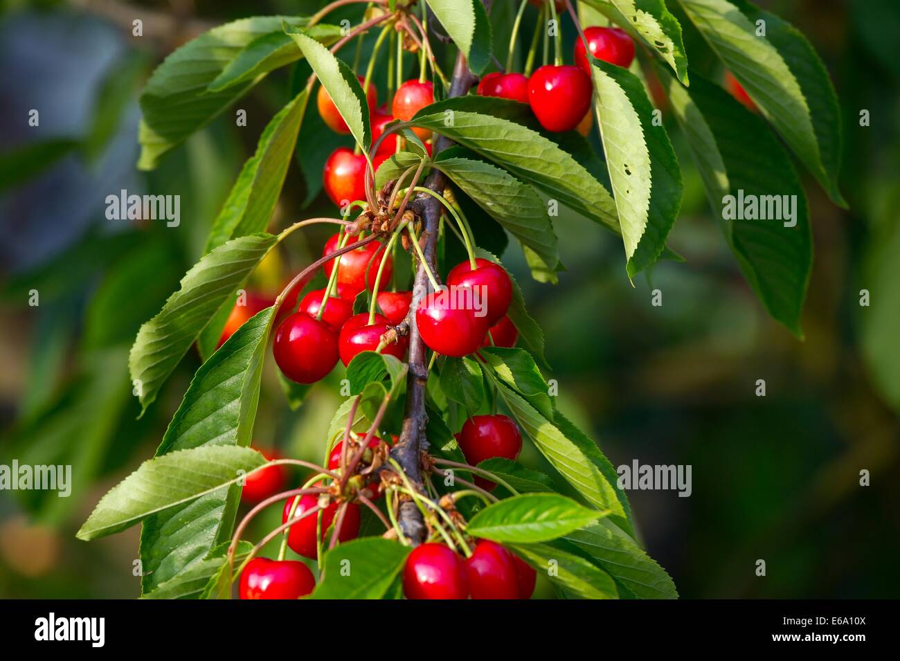 Cherry red hi-res stock photography and images - Alamy