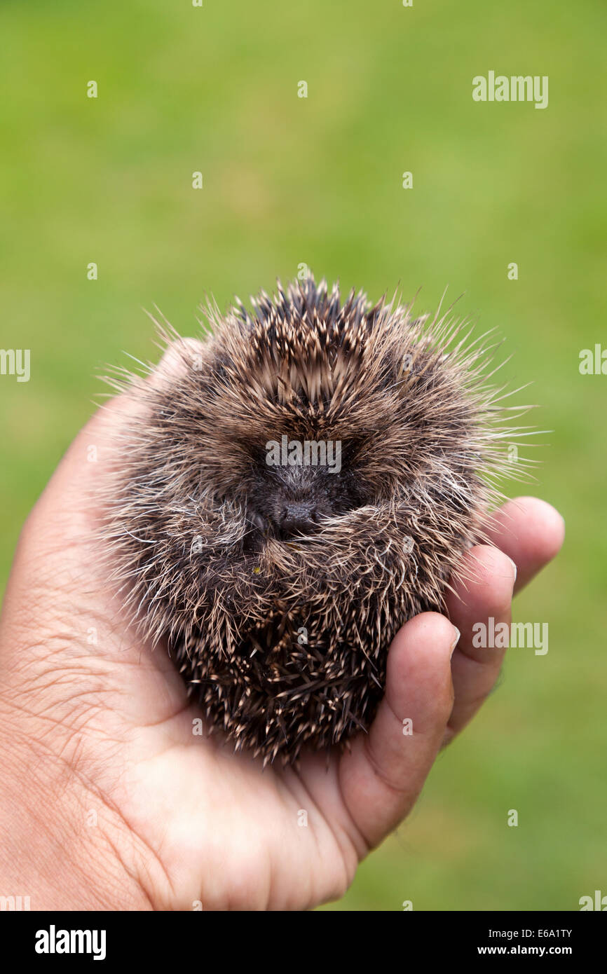 A baby European Hedgehog ( Erinaceus europaeus ), curled up; being held in a hand, UK Stock Photo