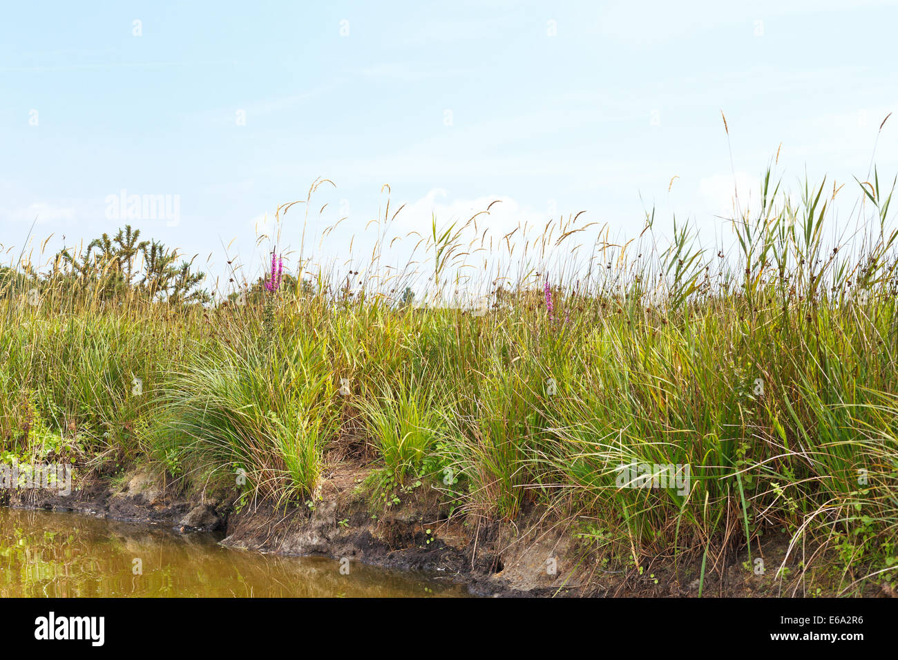 coastline of Briere Marsh close up in Briere Regional Natural Park, France Stock Photo