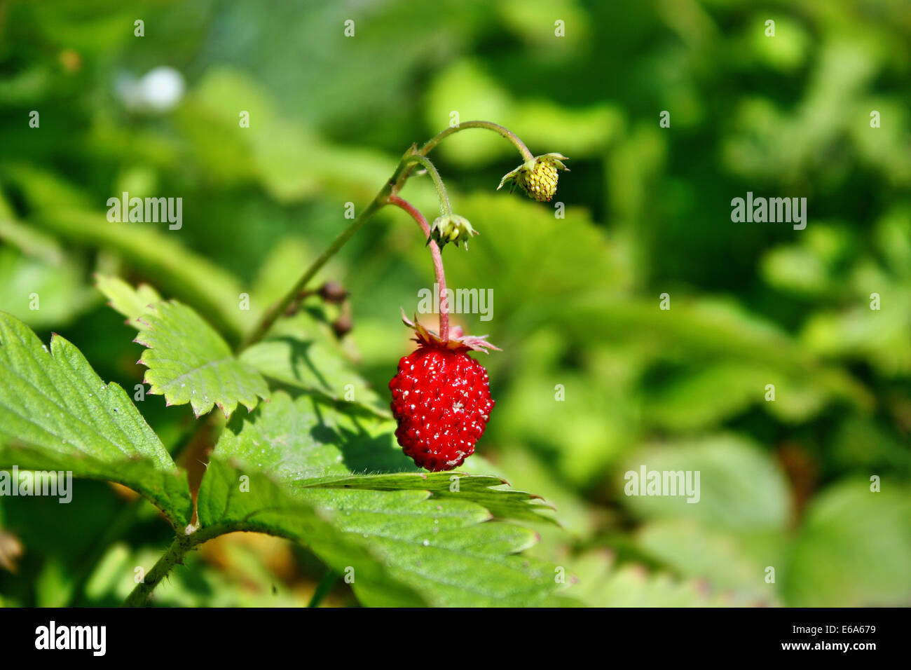Wild strawberry growing in the forest Stock Photo - Alamy