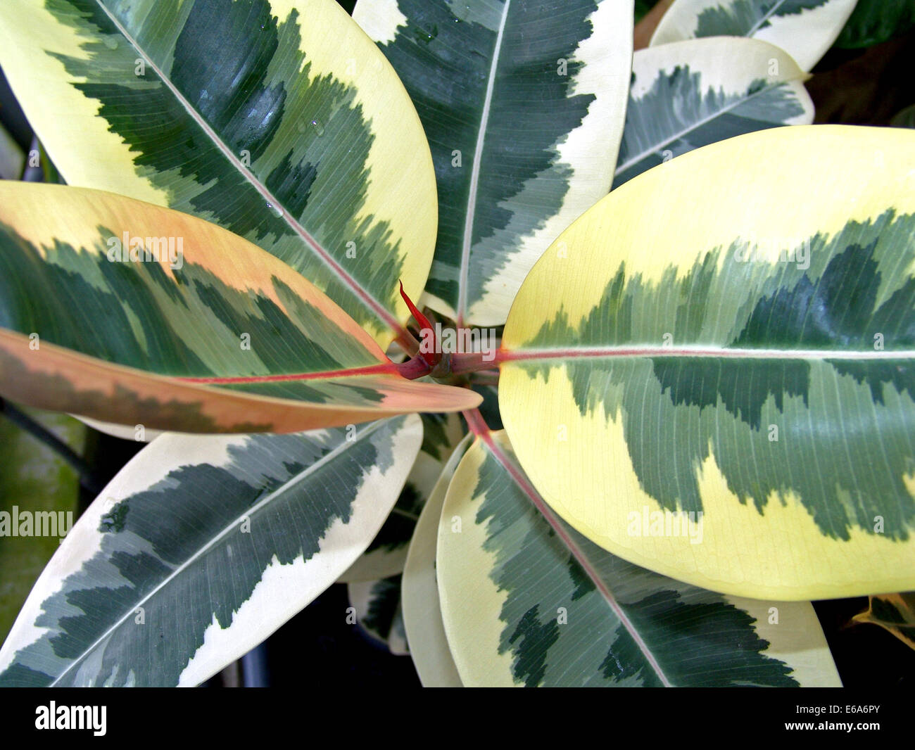 Tricolors High Resolution Stock Photography And Images Alamy Tricolors High Resolution Stock Photography And Images Alamy
