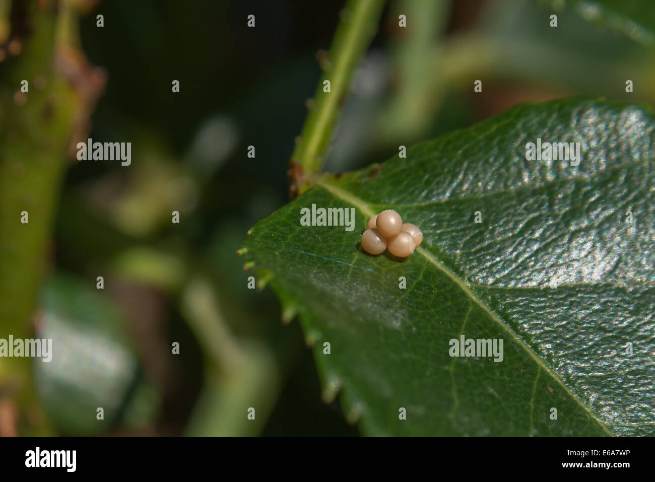 Insect Egg Identification R/Entomology, 54% OFF