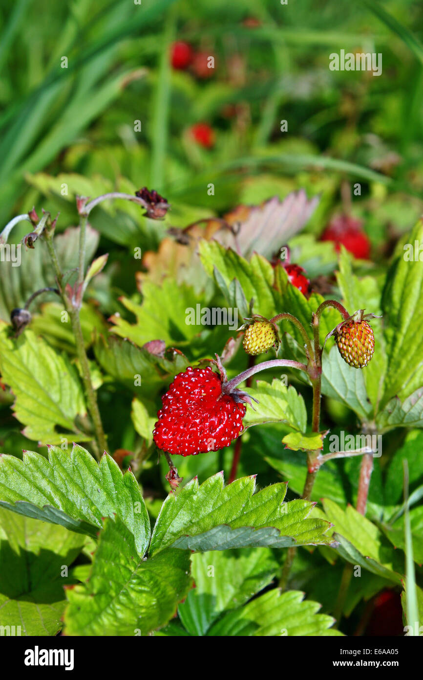 Ripe wild strawberry growing in the forest Stock Photo - Alamy