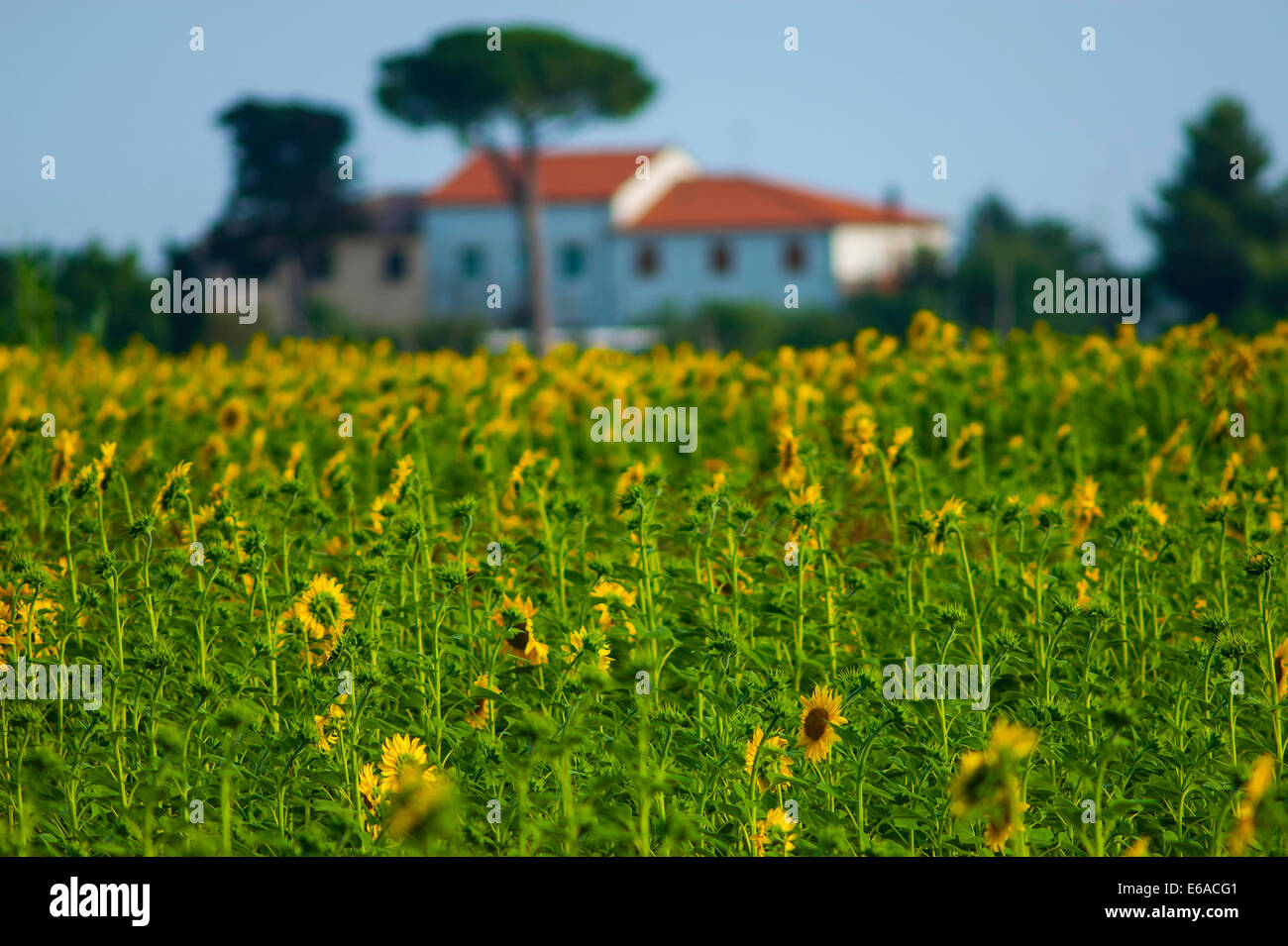 Sunflowers in Tuscany Stock Photo - Alamy