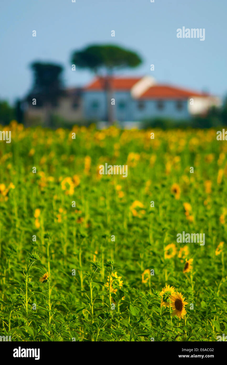 Sunflowers in Tuscany Stock Photo - Alamy
