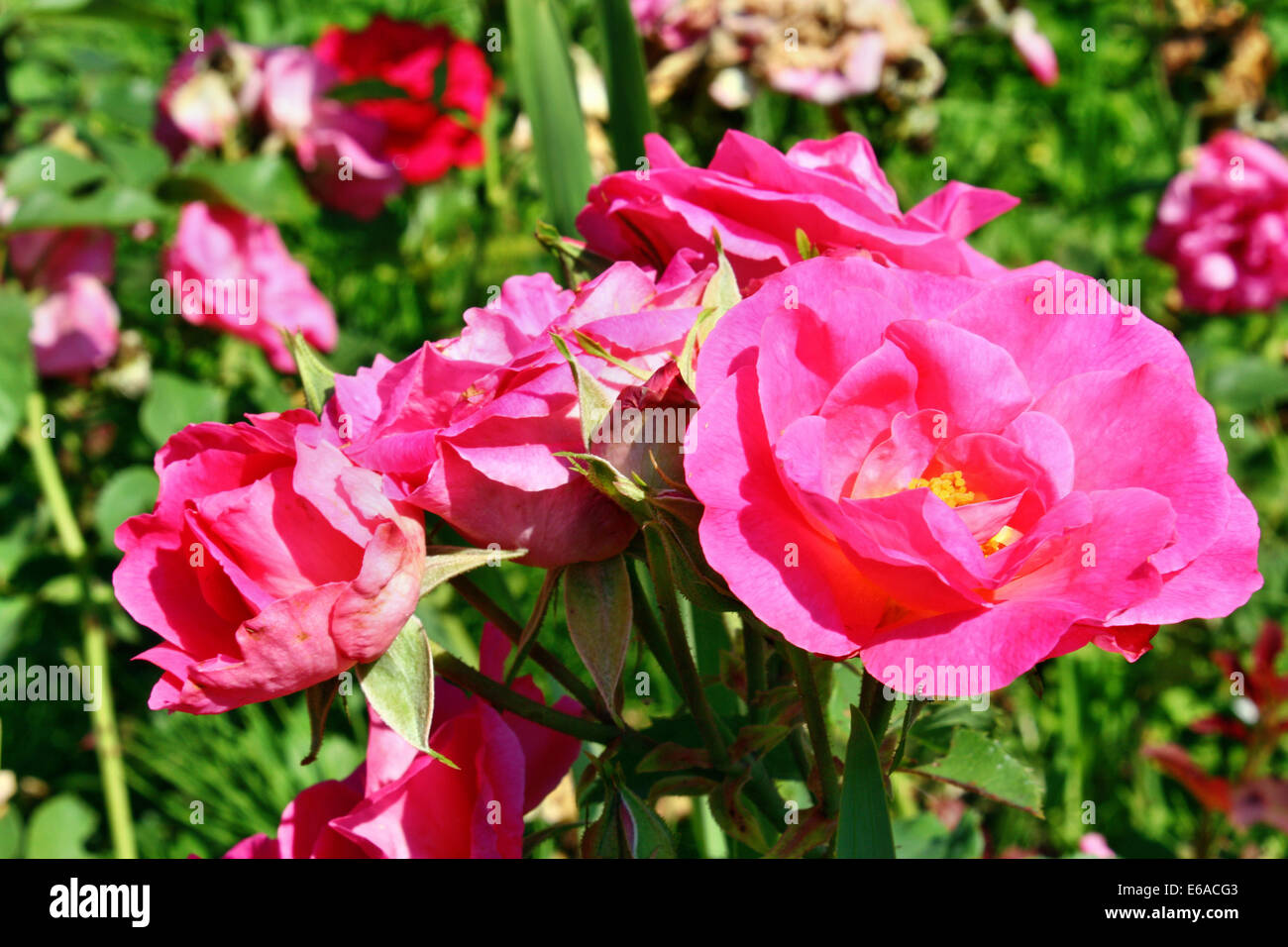 Pink rose blooming in the garden Stock Photo - Alamy