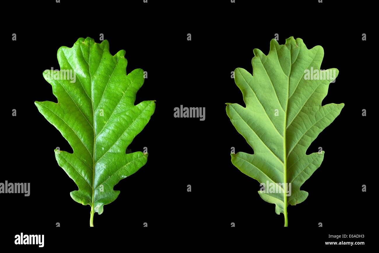 Black Oak Leaf High Resolution Stock Photography and Images - Alamy