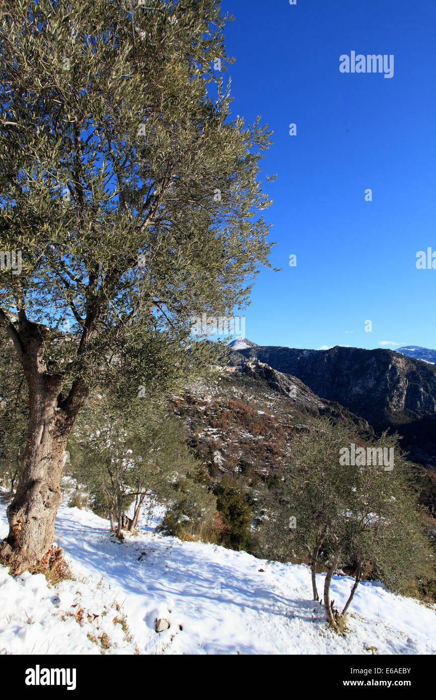 Olive tree field with snow in winter in the Prealpes d'Azur regional park, Alpes-Maritimes, France Stock Photo