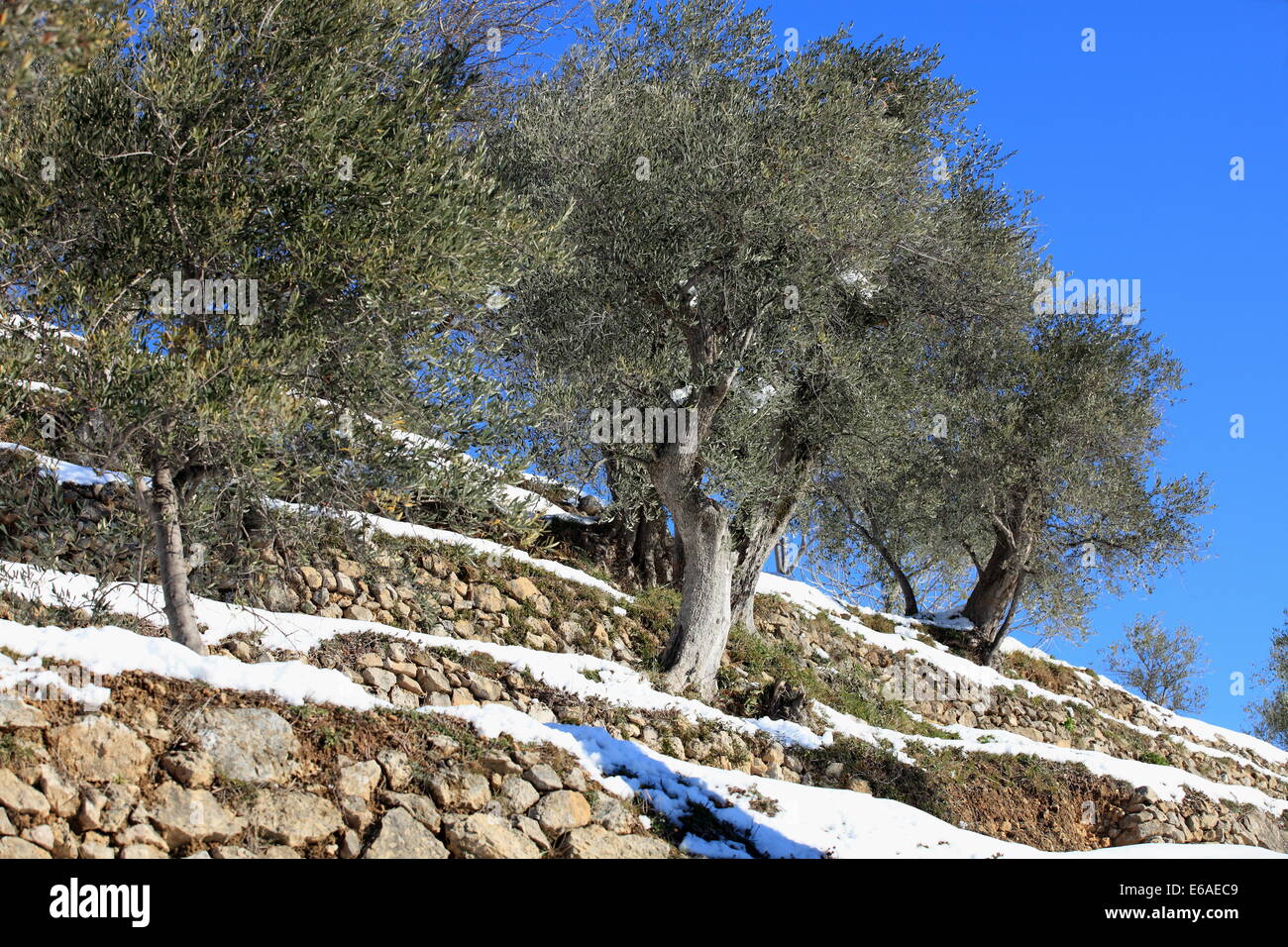 Olive tree field with snow in winter in the Prealpes d'Azur regional park, Alpes-Maritimes, France Stock Photo