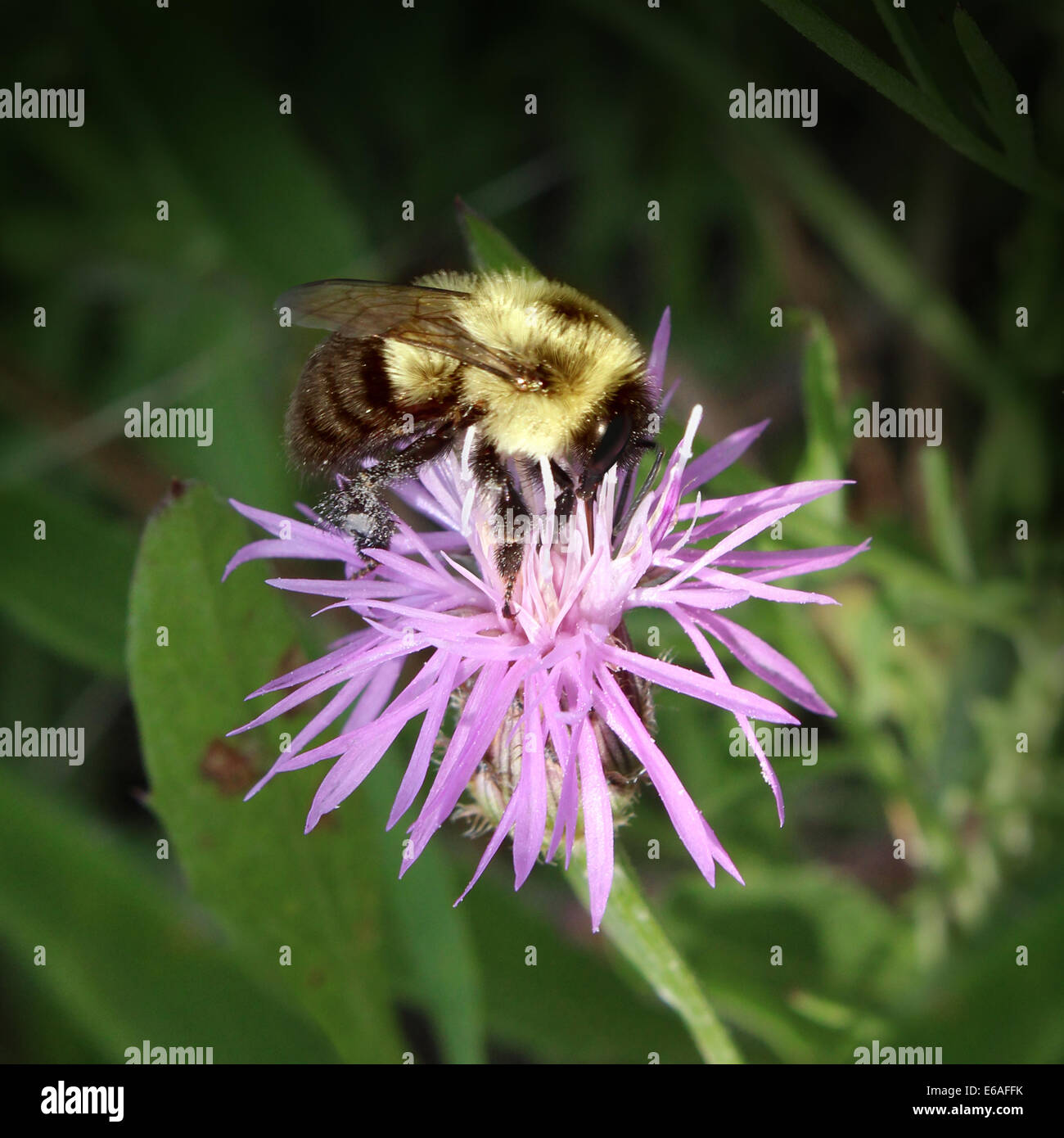 Bee on a flower harvesting flower nectar making honey to bring back to the hive while fertilizing plants as a symbol of purpose Stock Photo