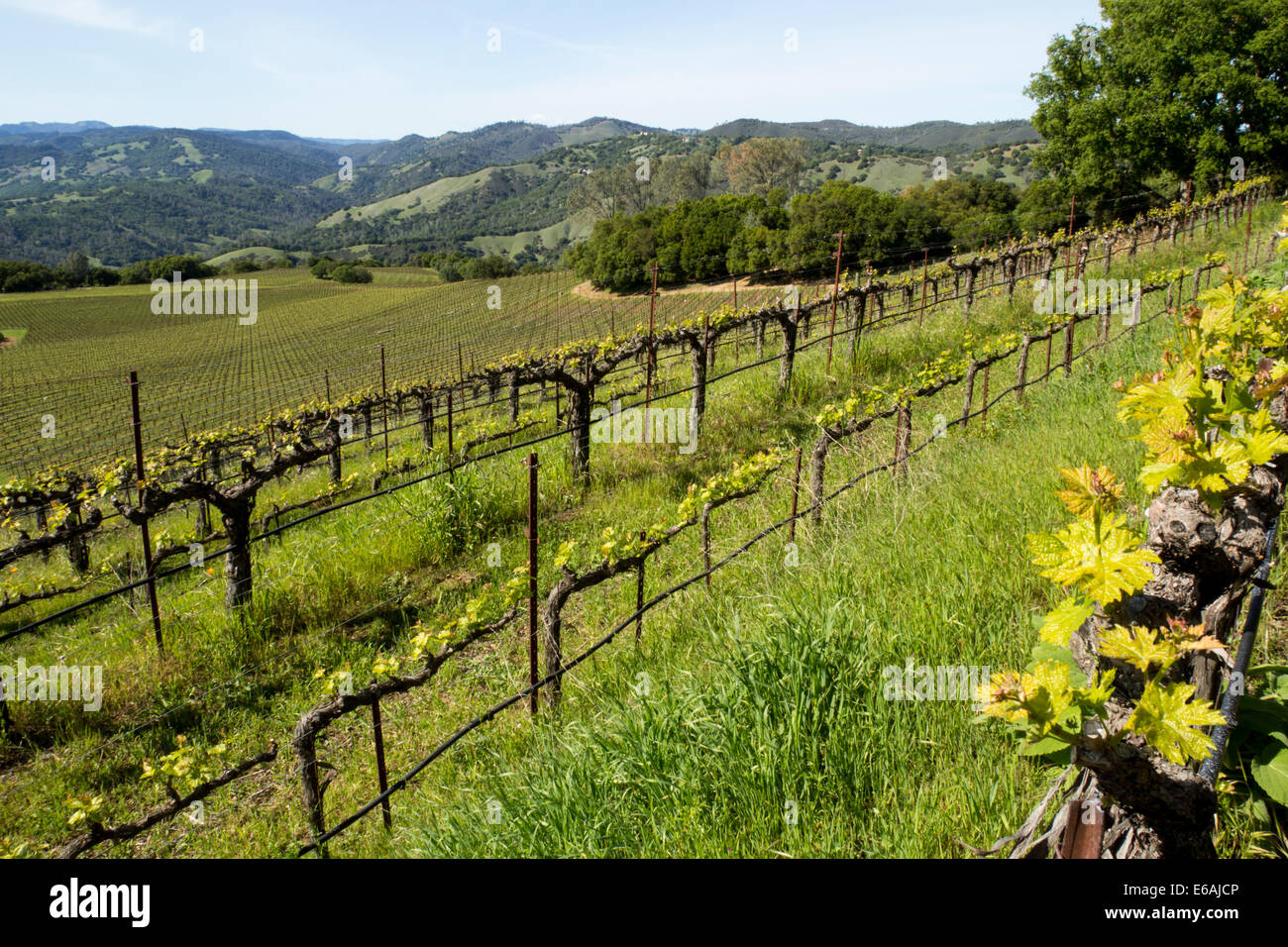 Cabernet Sauvignon grapes, grape vineyard, grape vineyards, vineyard 