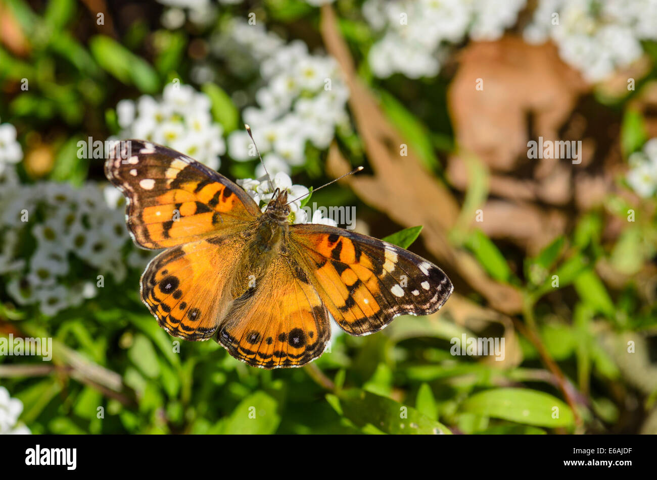 A Painted Lady butterfly, Vanessa cardui, nectaring on white flowers. Oklahoma, USA. Stock Photo