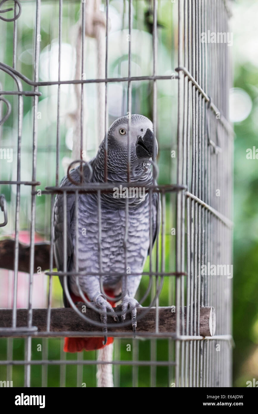 A pet African Grey parrot female, Psittacus erithacus, enjoys the outdoors from her patio cage on a spring day. Stock Photo