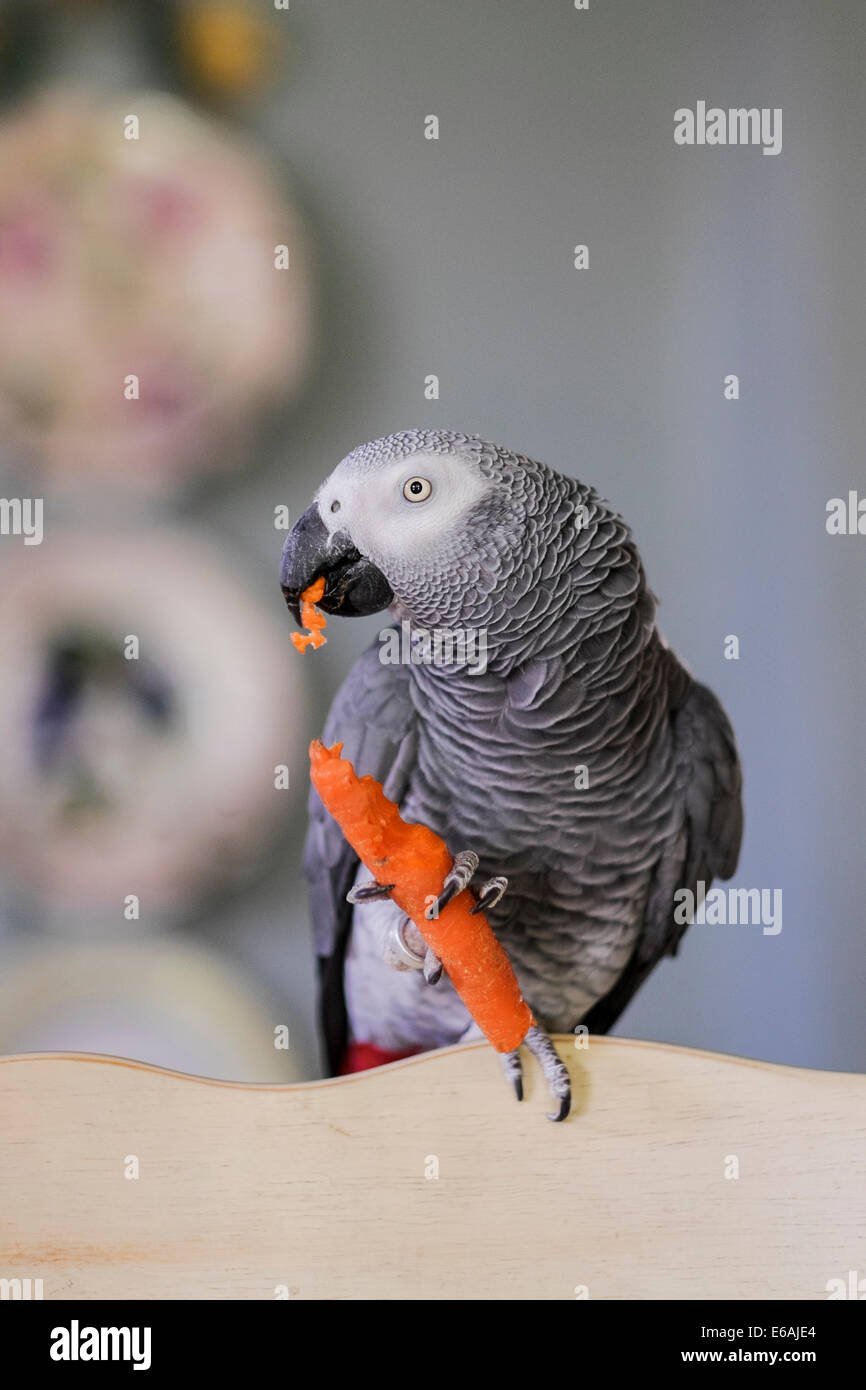 A male pet Congo African Grey parrot, Psittacus erithacus, perched on the  back of a chair eating a carrot Stock Photo - Alamy