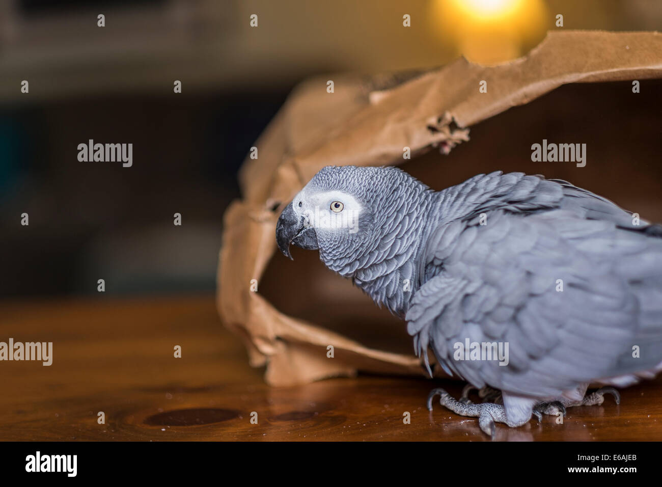 A female pet African Grey parrot, Psittacus erithacus, plays in a brown paper shopping bag. Stock Photo